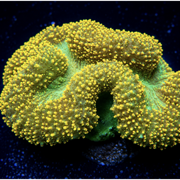 YELLOW LOBO BRAIN CORAL